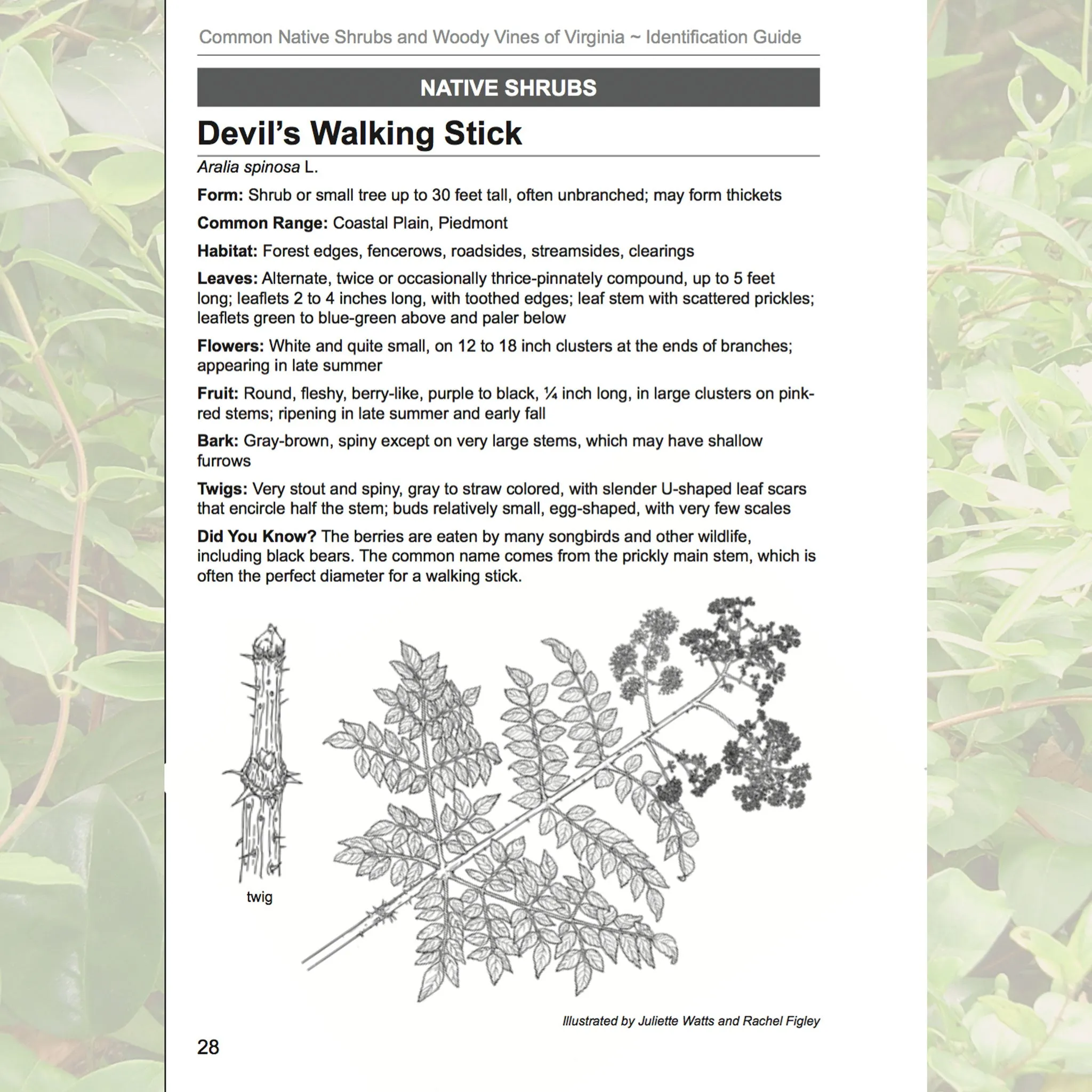 Common Native Shrubs and Woody Vines of Virginia