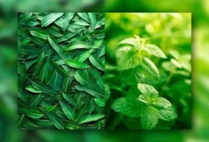 Eucalyptus & Spearmint - Premium Fragrance Oil