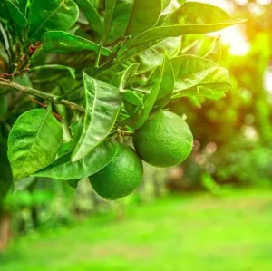 Lime Essential Oil